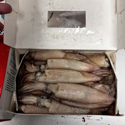 3lb squid