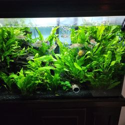 Aquarium Plants  Fish Tank