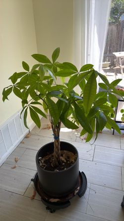 Money tree