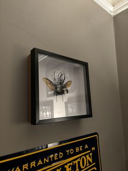 Real Beatle-Taxidermy 