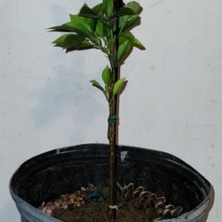 Organic Lemon 🍋 Tree 