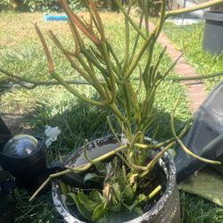 Fire stick succulent cutting plant succulents pencil cactus