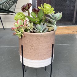 Succulents In Home Goods Pot w Stand 22$ Cactus Plants