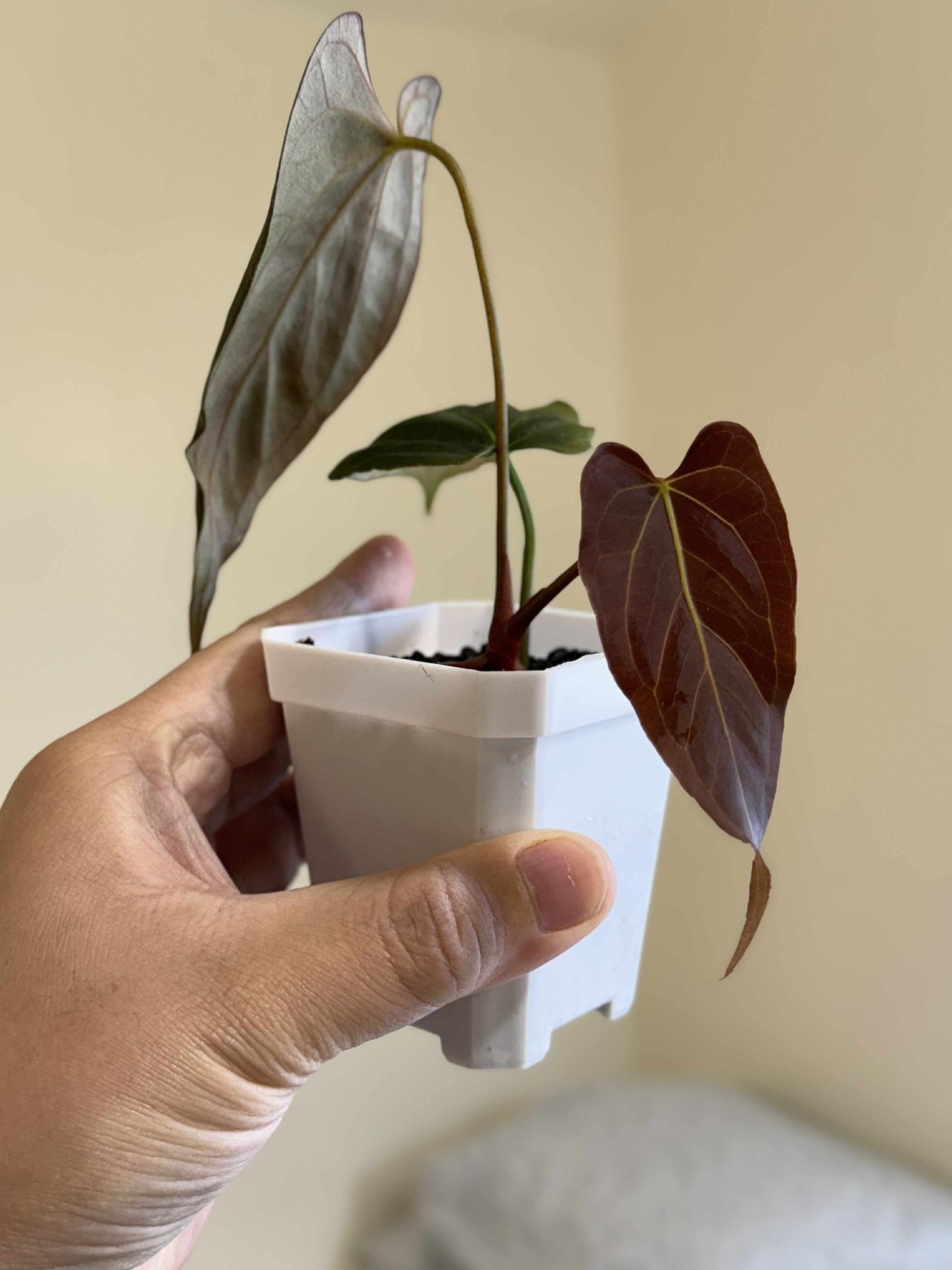 Anthurium Pap. Fort Sherman x Leland Miyano