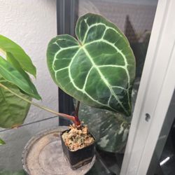 Anthurium Crystallinum 