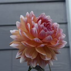Dahlia “Summit Festival”