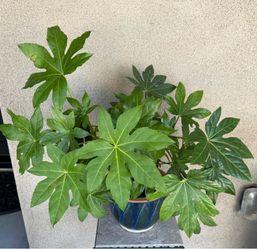 Plant-- Japanese paperplant