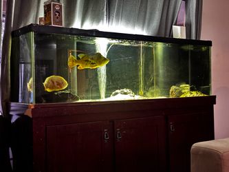125 gallon fish tank