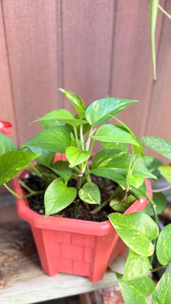 Golden Pothos potted plant.