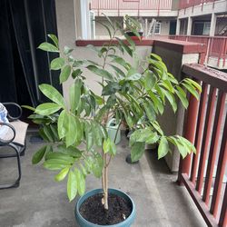 Árbol de guanábana