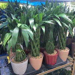 Lucky Bamboo In Ceramic Pot . SPECIAL PRICE !🤩