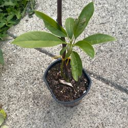 Gem Avocado Tree