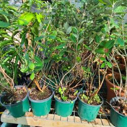 guavas pineapple 1gallon  2 In 3 Ft Tall 