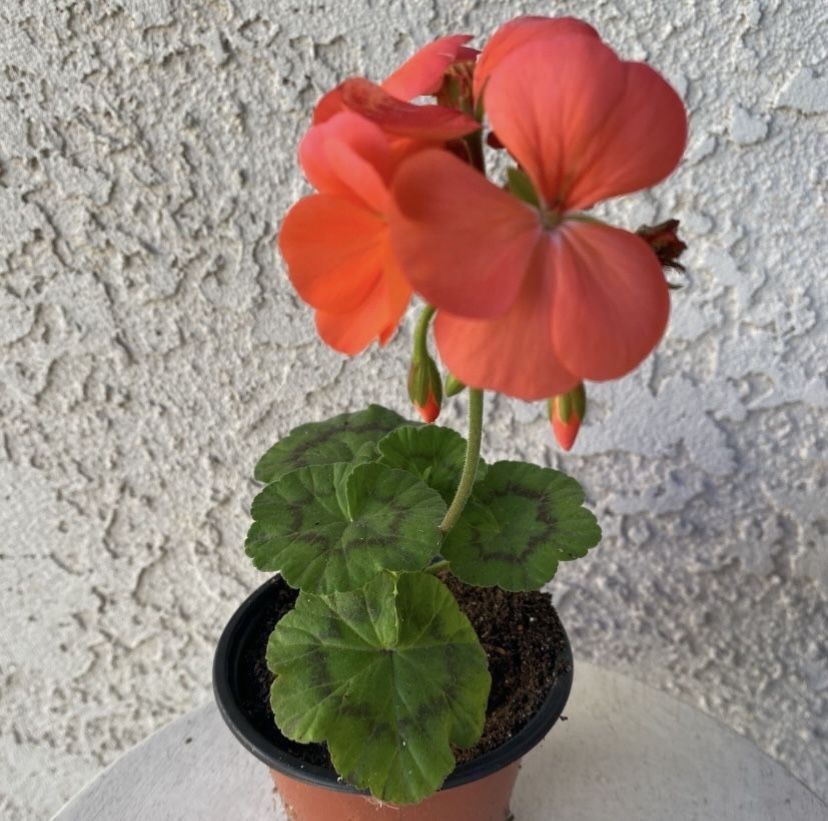 4 Inch Pot Horseshoe Geranium - Pelargonium Zonale - Indoor Outdoor - Hot Pink Flowers - Rooted & Established - Drought Resistant 🪴