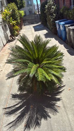 King Sago Palm