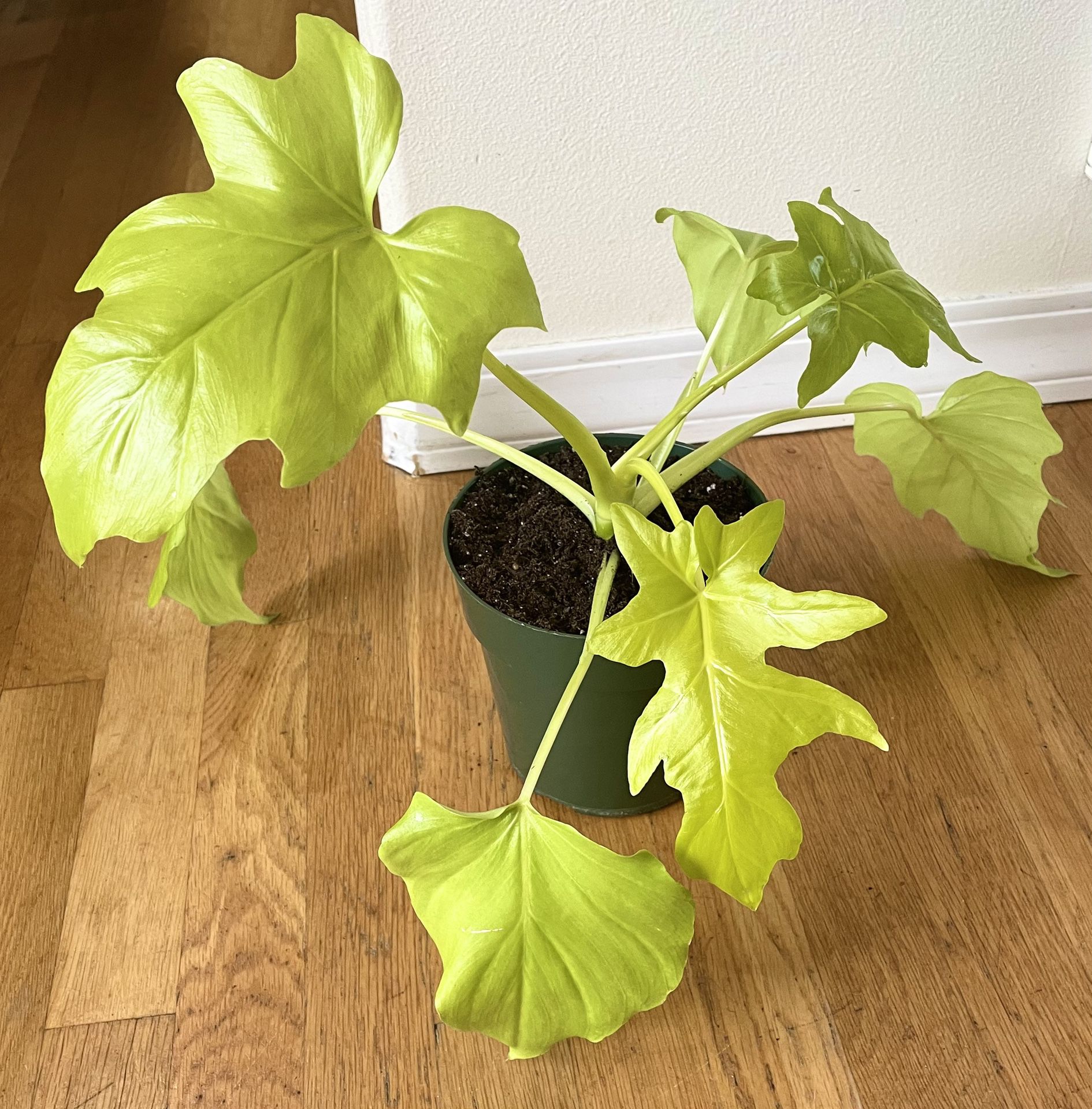 Entire Plant: Rare Philodendron Warscewiczii Aurea Flavum in 6in. Pot / Free Delivery Available 