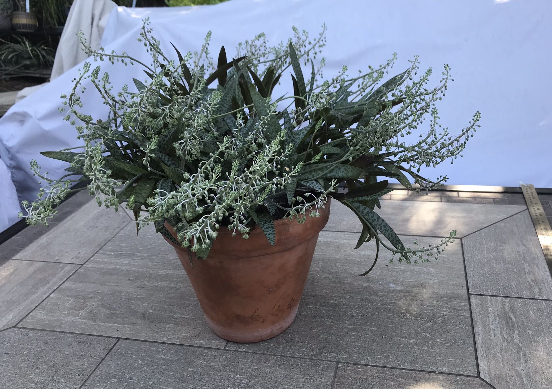 Flowering Silver Squill plant is a terracotta pot