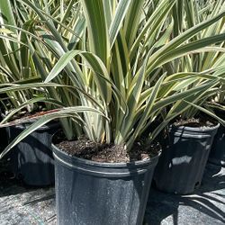 Flax Lily - 3 Gallons