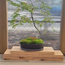 Hemlock Bonsai In Matt Grey Oval Pot