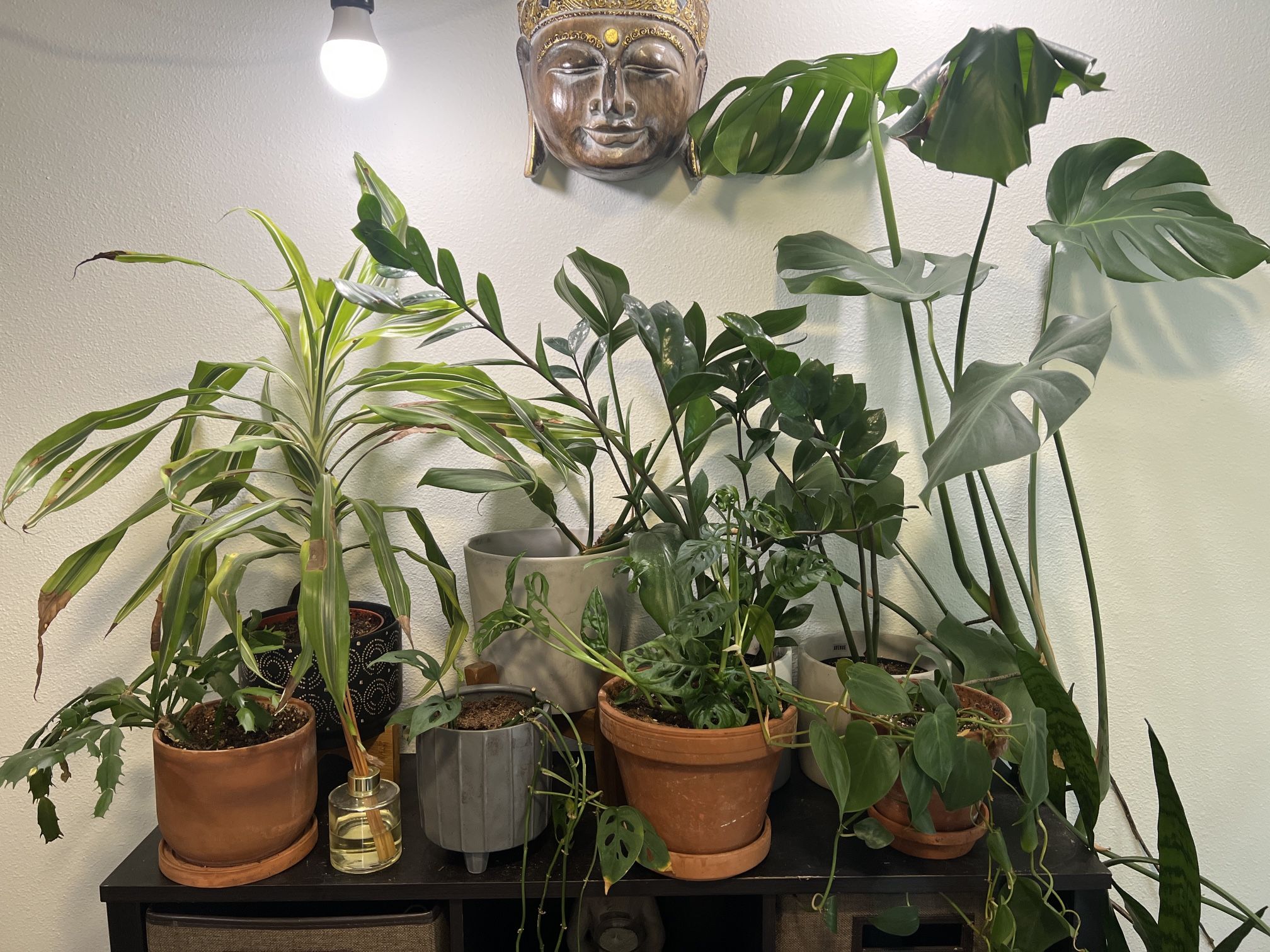 Assorted Plants And Pots