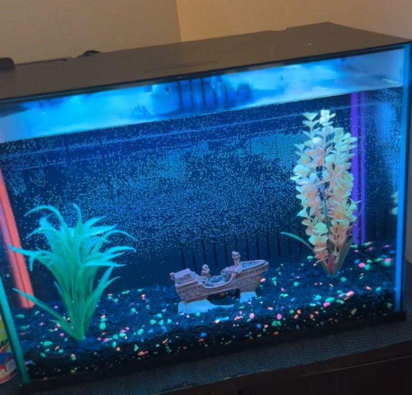 5 Gallon Fish Tank