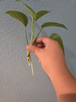 Pothos Cutting 