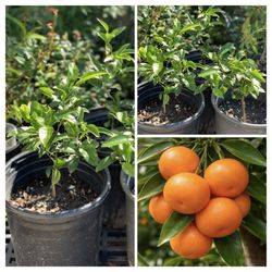 Organic Semi Dwarf Sweet Honey Mandarin Tangerine Murcott Citrus Fruit Tree seedling 5 Gallon Pot Live Plant Around 2 to 3 FT tall