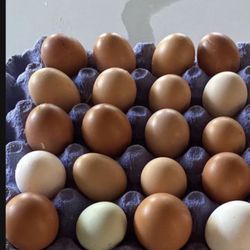 Fresh Eggs