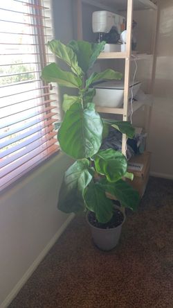 4.5ft fiddle leaf