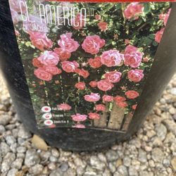 Rosales De Gia Rosa Y Blanco 