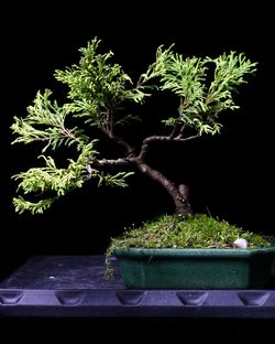 Yellow Tipped Cypress Bonsai Tree - Live Outdoor Plant 