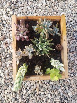 Home plants greenhouses