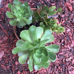 3 beautiful succulents