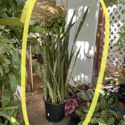 Specialty snake plant***~5ft  (14” pot) snake plant; low light/low maintenance indoor plant; 95820