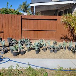 Maguey Plants