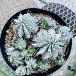 Euphorbia Snow ⛄️ Pot 8inch