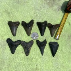 Megalodon Teeth