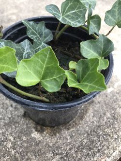 English Ivy (Hedera helix) Poet’s Ivy plant - 3.5 inch pot 
