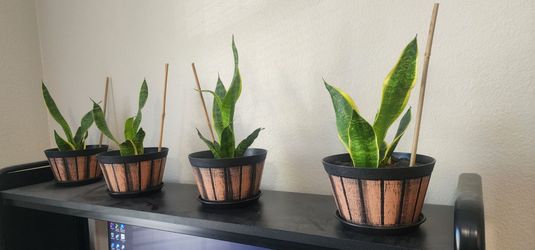 4 snake plants