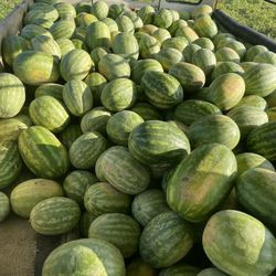 Seeded And Seedless Watermelon 