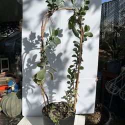 Kalanchoe fedtschenkoi - Houseplant 32” Inches Tall 