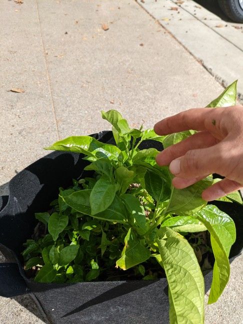 Passion Fruit Plant Maracuyá 