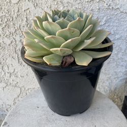 1.5 Gallon Pot - Succulent Plant - Hidden Queen -  Echeveria Australis Rose - Rooted & Established - Drought Resistant - 🪴