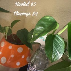 Golden Pothos 🌱 