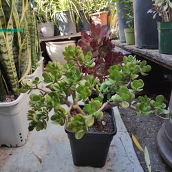 Jade Succulent Plant