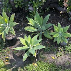 SMALL FOX. TAIL AGAVE 