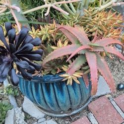 FIRESTICKS   IN   A   BLUE   CERAMIC  POT  WITH   MISCELLANEOUS  SUCCULENT   PLANTS   $ 39/   EACH  POT