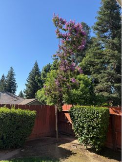 Crape Myrtle tree- 20-25 ft tall, purple blooms