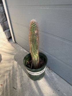 Old-Man-Of-The-Andes Cactus