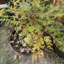 Potted Plants $5-20  Variety Cedar Doug Fir